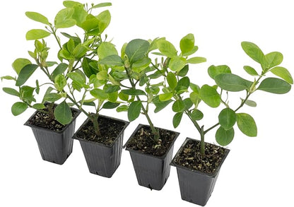 4 Manhattan Euonymus, Live Plants (Euonymus Kiautschovicus ‘Manhattan’) – Evergreen Shrub for Hedges, Thriving in 2.5” Nursery Cubes