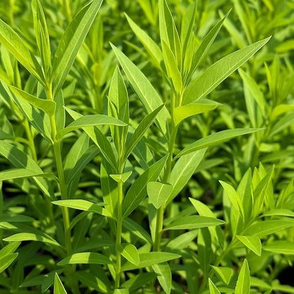 Perennial Farm Amsonia X 'Blue Ice' – Live Perennial in #1 Container, Clusters of Deep Blue Star-Shaped Blooms, Compact Habit, Drought Tolerant, Low Maintenance, Ideal for Borders & Landscapes