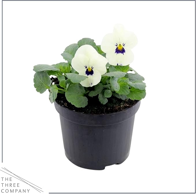 Live Healthy Flowering Pansies - White Blotch (4 Plants Per Pack), Beautiful Fall Color, 6" Tall by 4" Wide in 1 Pint Square Pot