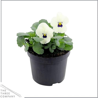 Live Healthy Flowering Pansies - White Blotch (4 Plants Per Pack), Beautiful Fall Color, 6" Tall by 4" Wide in 1 Pint Square Pot