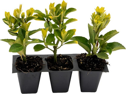 3 Golden Euonymus Shrubs | Live Plants in 2.5-inch Nursery Cubes | Japonica ‘Aureo-Marginatus’ Variety | Easy-Care Evergreen | Variegated Yellow-Green Foliage | Hedges & Shrubs for Home & Garden