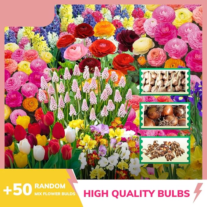 50 Mix Flowers Bulbs for Fall Planting, Perennial Flower Bulbs, Early Spring Flower to Plant Outside, 50 Days of Blooms, Colorful Blooms Groundcover Bulbs, Top Size, 5 Random Varieties