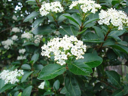 Sweet Viburnum | 1 Large 4 Inch Pot | Viburnum Odorotissimum | Live Plants | Fast Growing Privacy Hedge, Shrub, Privacy Screen
