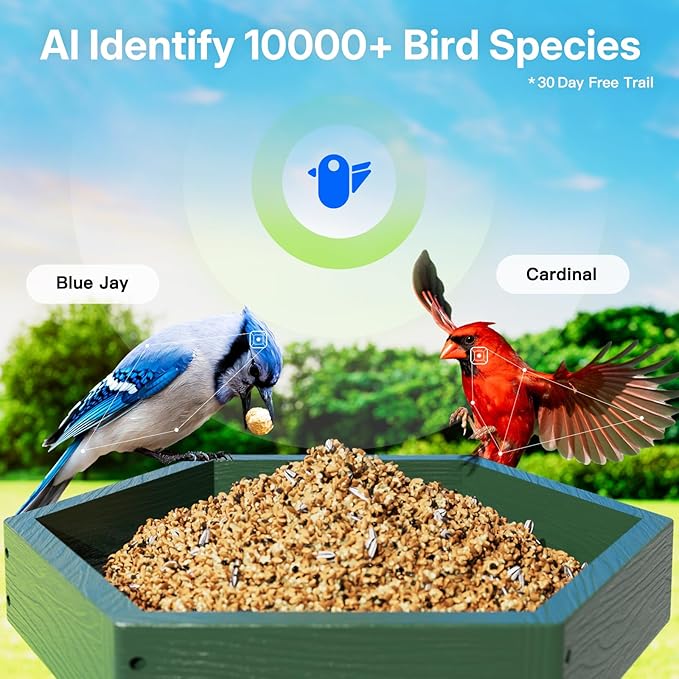 Kingsyard by Titto Solar Smart Bird Feeder with Camera, Bird Feeder Camera with AI Identify Birds Species & 2K HD Live View, Auto Capture Videos, Green (Pole Included)