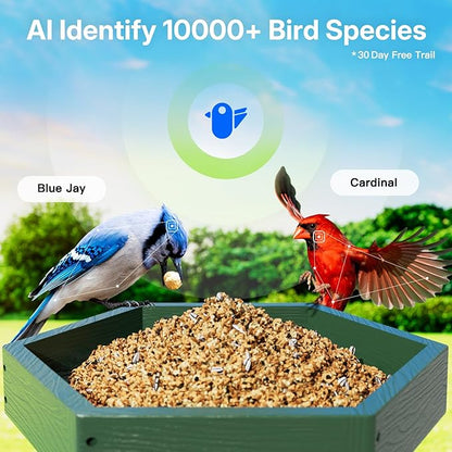 Kingsyard by Titto Solar Smart Bird Feeder with Camera, Bird Feeder Camera with AI Identify Birds Species & 2K HD Live View, Auto Capture Videos, Green (Pole Included)