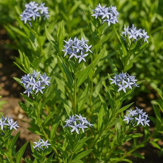 Perennial Farm Amsonia X 'Blue Ice' – Live Perennial in #1 Container, Clusters of Deep Blue Star-Shaped Blooms, Compact Habit, Drought Tolerant, Low Maintenance, Ideal for Borders & Landscapes