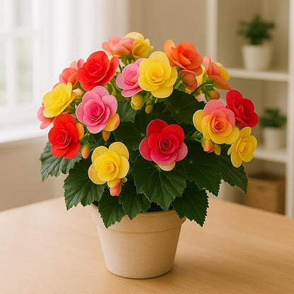 Grow Indoor Begonia Flowers - 3 Healthy Bulbs to Grow Indoors
