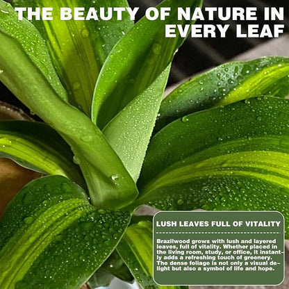 2025 New Lucky Brazilian Wood Potted Plant, Mini Brazil Wood Hydroponic Plant, Desktop Decoration with Plastic Tray