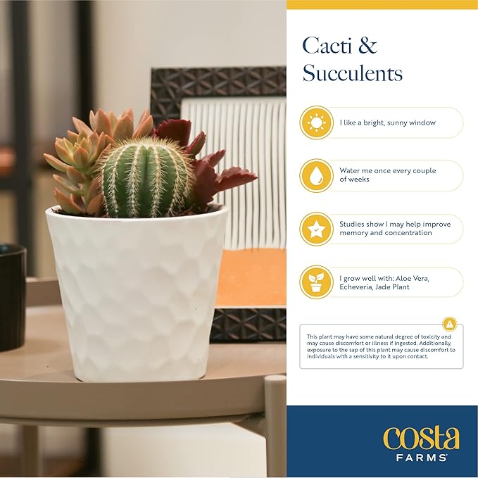 Costa Farms Live Plant Gift Box, Succulent Live Indoor Houseplant, Perfect Birthday and Holiday Gift, Includes Mini Succulent, Insulated Tumbler, Soy Candle, Collectible Sticker, Cute Room Decor