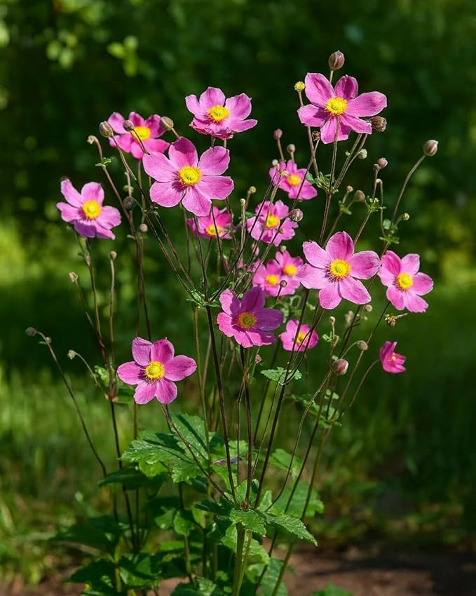 Perennial Farm Anemone x Hybrida 'Pamina' – Live Windflower in #1 Container, Semi-Double Deep Rose-Pink Blooms, Long Blooming, Deer Resistant, Perfect for Borders, Shade & Pollinator Gardens
