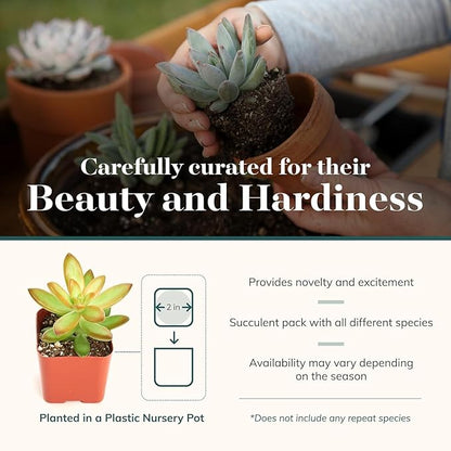 Shop Succulents Collectors Succulent Plant Pack Collection - Live Mini Succulent Plants, Low Maintenance, Colors & Textures - Wedding and Party Favors, Gift & Garden, Pack of 12