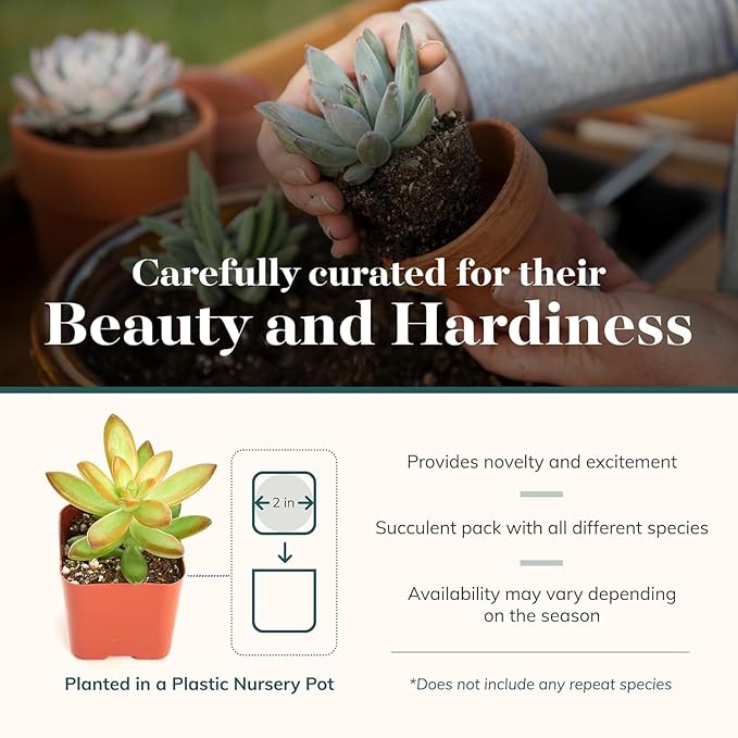 Shop Succulents Collectors Succulent Plant Pack Collection - Live Mini Succulent Plants, Low Maintenance, Colors & Textures - Wedding and Party Favors, Gift & Garden, Pack of 4