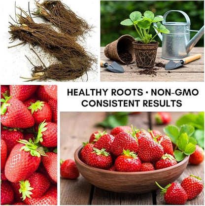 Harvest Glow Strawberry Plants - Grow Tasty Strawberries - Bare Root Plants (20 Plants)