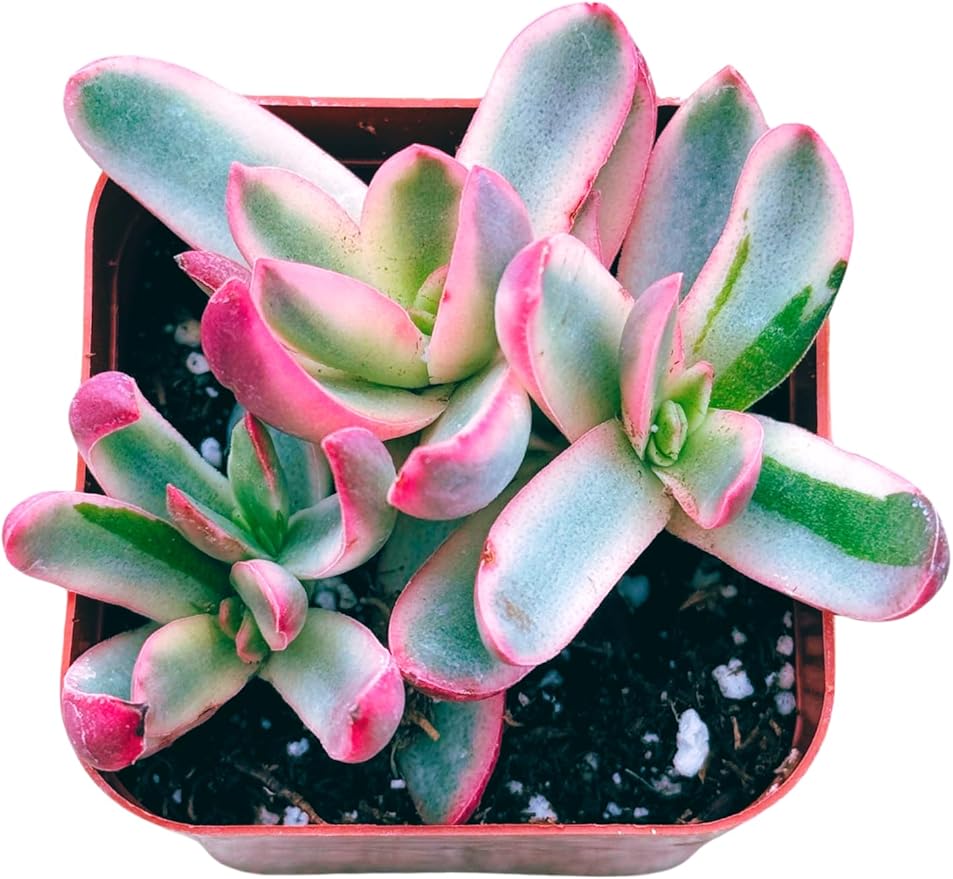 Succulents Plants Live 2inch Live Mini Succulent Plants, Easy Care House Plants Rooted in Succulent Soil Mix, by The Succulent Cult (Crassula 'Candy Cane', 2 Inch)