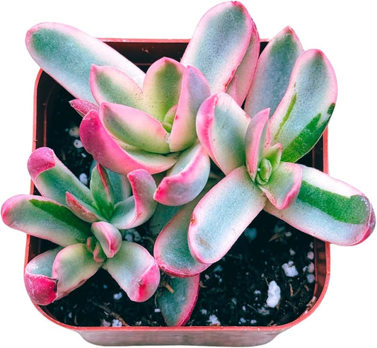 Succulents Plants Live 2inch Live Mini Succulent Plants, Easy Care House Plants Rooted in Succulent Soil Mix, by The Succulent Cult (Crassula 'Candy Cane', 2 Inch)