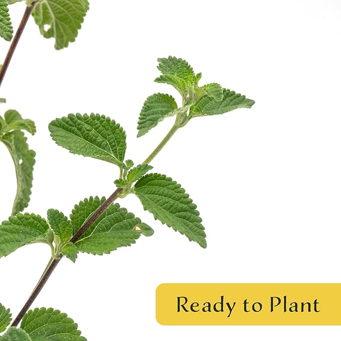 6 Lavender Lantana in 2.5” Nursery Cubes (Lantana montevidensis) | Evergreen Shrub for Hanging Baskets, Containers & Sunny Landscapes | Ready-to-Plant Live Starter Plants
