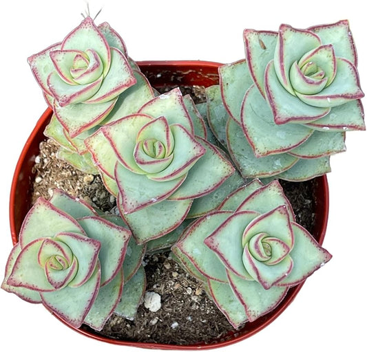 Live Succulent 4" Crassula Perforata Ivory Towers, Succulents Plants Live Fully Rooted House Plant for Home Office Decoration, DIY Projects by The Succulent Cult