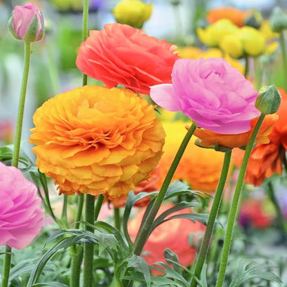 Amazing Deal - Complete Spring & Summer 100 Bulbs Blooming Flower Garden - Beautiful Flowers That Will Attract Bees, Butterflies & Hummingbirds and Other Pollinators - Easy to Grow 1000's Sold