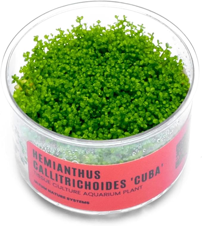 Ultum Nature Systems Dwarf Baby Tears Hemianthus Callitrichoides Cuba Tissue Culture Live Plant for Aquarium, Aquascape, Planted Freshwater Fish Tanks - 100% Snail Free in Vitro