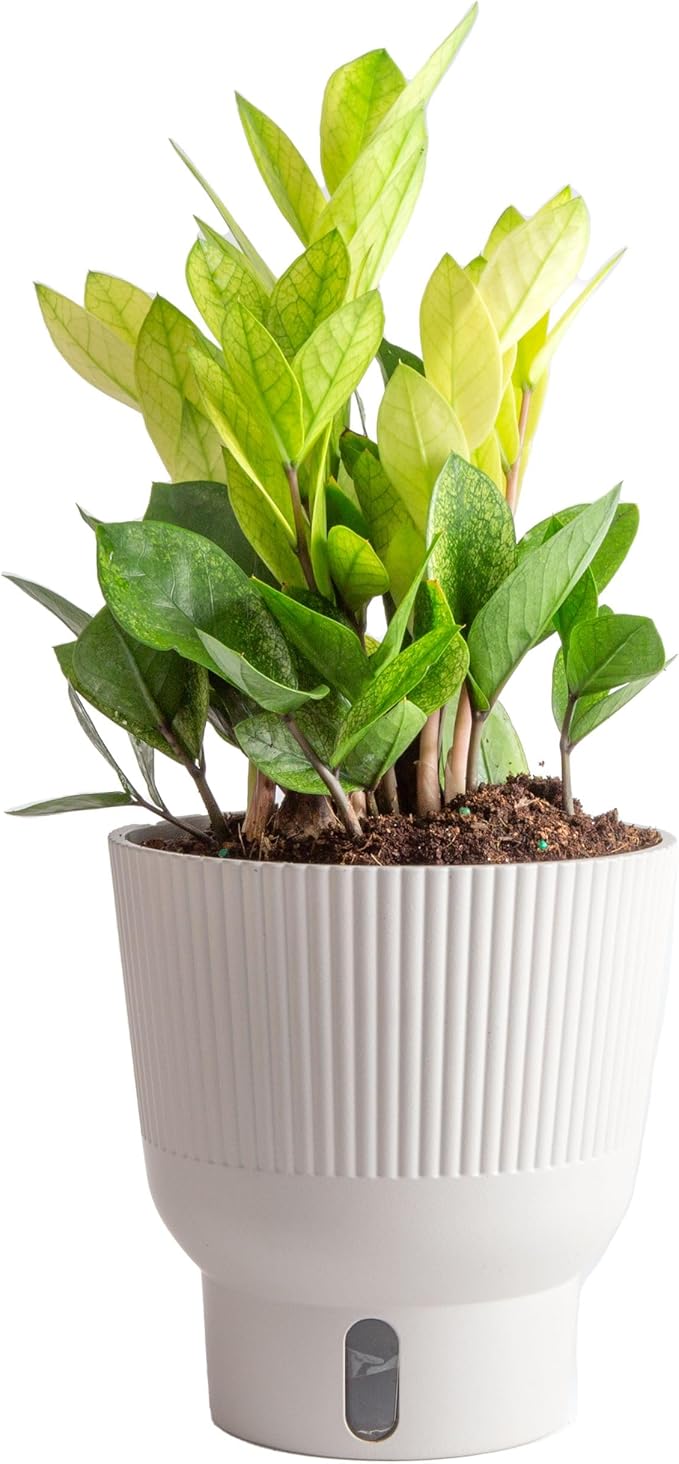 Costa Farms ZZ Chameleon Plant, Easy to Grow Live Indoor Houseplant in Garden Plant Pot, Home and Office Room Decor, Trending Tropicals Collection, 10-Inches Tall