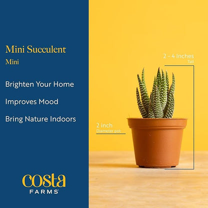 Costa Farms Mini Succulent Live Plants in Plastic Pots, Easy to Maintain Indoor Succulents, Assorted Variety Houseplants for Room Decor, House Warming or Party Favors, 2-3.5 Inches Tall, Pack of 100