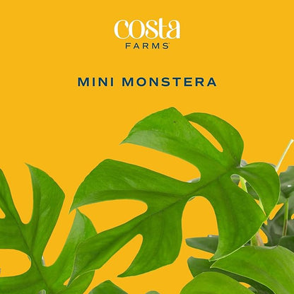 Costa Farms Mini Monstera Live Plant in Self Watering Pot, Indoor Houseplant, Perfect for Home, Room, or Office Decor, Great House Warming or Birthday Gift, 12-18 Inches Tall