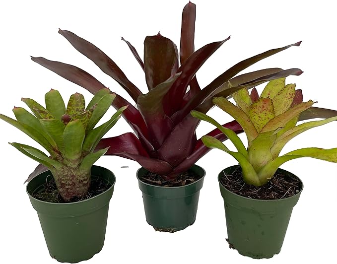 Neoregelia Vase Plant Collection - Bromeliad - 3 Plants in 4" Pots