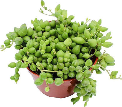 Live Succulent 4" String of Tears, Succulents Plants Live, Succulent Plants Fully Rooted, House Plant for Home Office Decoration, DIY Projects, Party Favor Gift by The Succulent Cult