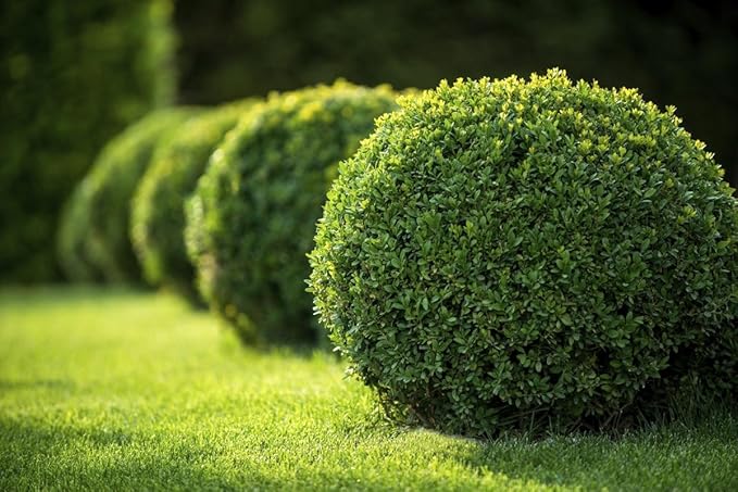 Japanese Boxwood | 1 Live 4 Inch Pot | Buxus Microphylla | Formal Evergreen Low Maintenance Hedge Plants