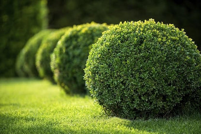 Japanese Boxwood | 1 Live 4 Inch Pot | Buxus Microphylla | Formal Evergreen Low Maintenance Hedge Plants