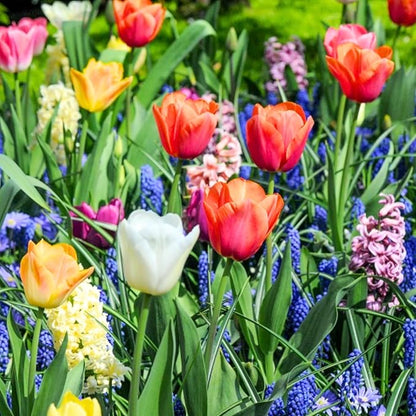50 Mix Flowers Bulbs for Fall Planting, Perennial Flower Bulbs, Early Spring Flower to Plant Outside, 50 Days of Blooms, Colorful Blooms Groundcover Bulbs, Top Size, 5 Random Varieties