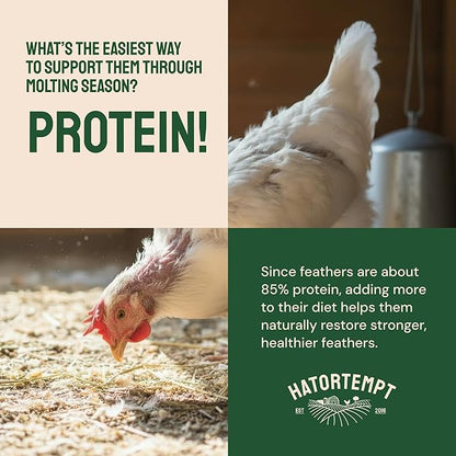 Hatortempt Dried Mealworms - 2 Lb Bag - High Protein Chicken Feed, Mealworms for Birds & Chickens - Meal Worms for Wild Birds & Turtles