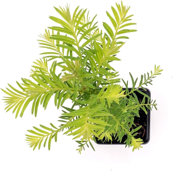1 Coastal Redwood in 3.5” Nursery Cube (Sequoia sempervirens) | Majestic Evergreen Tree for Shade, Privacy & Wildlife Support | Ready-to-Plant Live Starter Plant