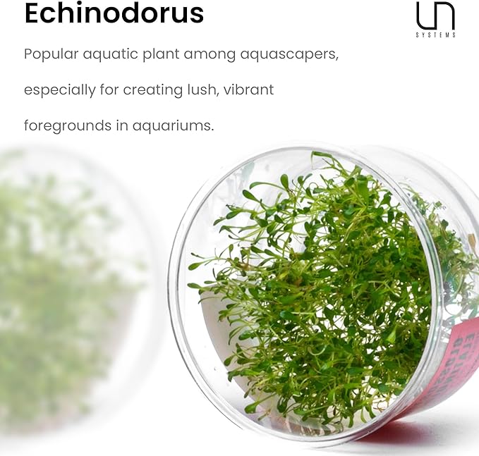 Ultum Nature Systems Glossostigma Elatinoides Tissue Culture Live Plant for Aquarium, Aquascape, Freshwater Fish Tanks - 100% Snail Free in Vitro