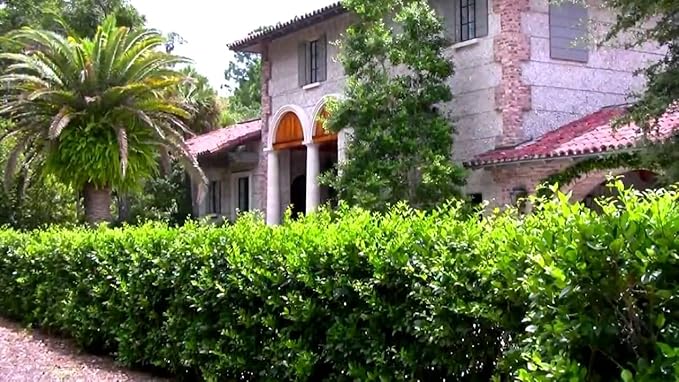 Ligustrum Waxleaf Privet - 30 Live Plants - Evergreen Privacy Hedge Shrub