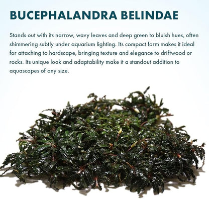 SubstrateSource Live Plants – Bucephalandra Belindae (Bucephalandra belindae) – Low to Medium Light, Dark Iridescent Green Color, Foreground to Midground Placement, Rhizome Growth - Loose, 1 Pack