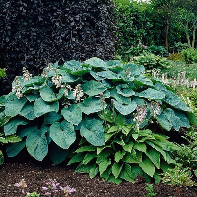3 Big & Giant Hosta Perennial Mix, Blue-Green and Yellow-Green Masssive Large Leaves | Perfect for Trim, Shade, Flower and Landscaper Gardens Attract Butterflies and Pollinatiors