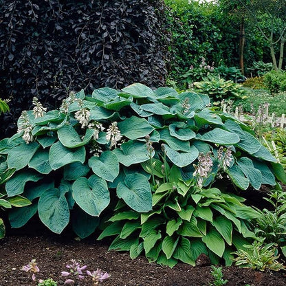 3 Big & Giant Hosta Perennial Mix, Blue-Green and Yellow-Green Masssive Large Leaves | Perfect for Trim, Shade, Flower and Landscaper Gardens Attract Butterflies and Pollinatiors