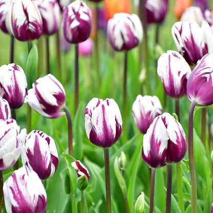 Blueberry Swirl Tulip Flower Bulbs - Vibrant Color with Beautiful Blooms - Includes 10 Flower Bulbs