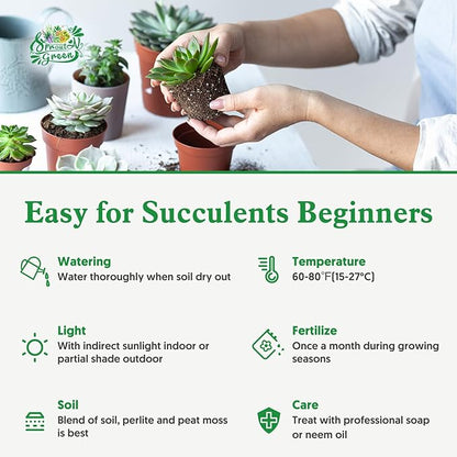 Sprout N Green Pachyphytum 'Machucae' Baby Finger, 1 Live Mini Succulent Plant Fully Rooted in 2" Pot, Real House Plant for Indoor Outdoor Home Office Wedding Decoration Party Favor