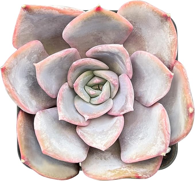 Sprout N Green Echeveria Fiona, 1 Live Mini Succulent Plant Fully Rooted in 2 inch Starter Pot, Real House for Indoor Outdoor Home Office Wedding Decoration Party Favor