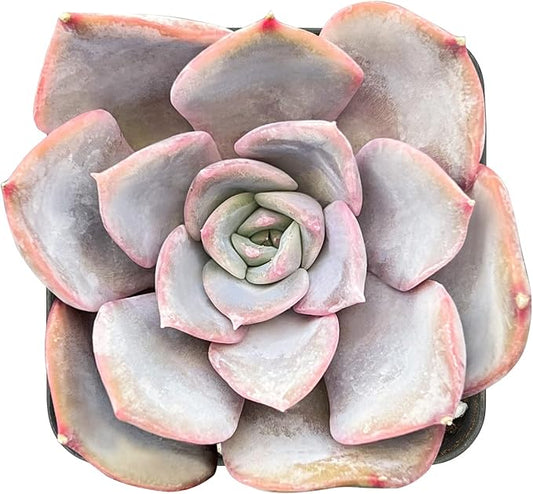 Sprout N Green Echeveria Fiona, 1 Live Mini Succulent Plant Fully Rooted in 2 inch Starter Pot, Real House for Indoor Outdoor Home Office Wedding Decoration Party Favor