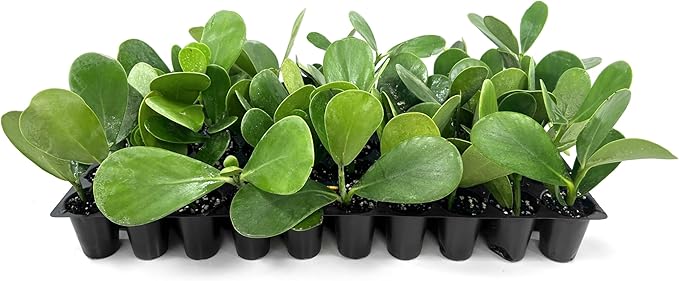 Clusia Guttifera Small Leaf | 3 Live Plants | Clusia guttifera | Privacy Hedge Plants | Evergreen Shrub for Tropical Landscaping