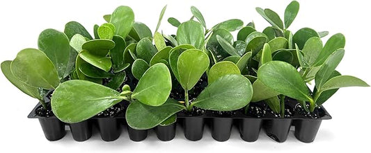 Clusia Guttifera Small Leaf | 3 Live Plants | Clusia guttifera | Privacy Hedge Plants | Evergreen Shrub for Tropical Landscaping