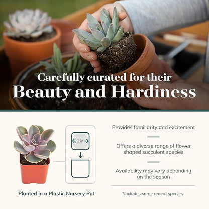 Shop Succulents Rosette Succulent Plant Pack Collection - Live Mini Succulent Plants, Low Maintenance, Floral Shaped Mix of Colors & Textures - Wedding and Party Favors, Gift & Garden, Pack of 32