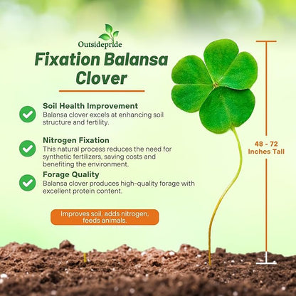 Outsidepride Fixation Balansa Clover Seeds for Lawn - 10 lbs. Coated & Inoculated, Cold Season, Drought Tolerant Cover Crop Seeds, Ideal for Erosion Control, Pasture, & Pollinator-Friendly Garden