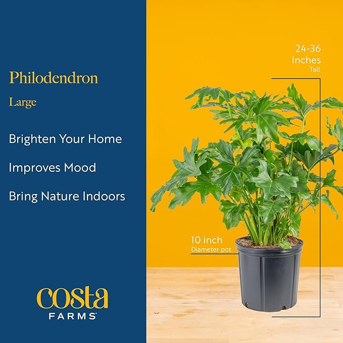 Costa Farms Philodendron Live Plant in Decorative Pot, Large Air Purifying Indoor Houseplant, Assorted Variety, Home, Room, or Office Decor, Great House Warming or Birthday Gift, 2-3 Feet Tall