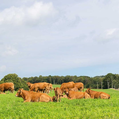 Outsidepride All-Purpose Pasture Seed Mix - 25 lb. Perennial, Drought-Tolerant & Fast-Growing, Pasture Seeds for Planting Abundant Forage Grass & Clover, Great for Grazing Livestock & Hay Production
