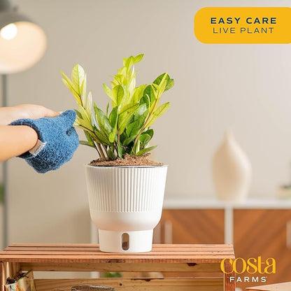 Costa Farms ZZ Chameleon Plant, Easy to Grow Live Indoor Houseplant in Garden Plant Pot, Home and Office Room Decor, Trending Tropicals Collection, 10-Inches Tall