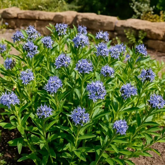 Perennial Farm Amsonia X 'Blue Ice' – Live Perennial in #1 Container, Clusters of Deep Blue Star-Shaped Blooms, Compact Habit, Drought Tolerant, Low Maintenance, Ideal for Borders & Landscapes